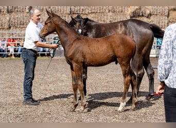 Trakehner, Caballo castrado, 2 años, 168 cm, Castaño