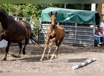 Trakehner, Caballo castrado, 2 años, 168 cm, Castaño