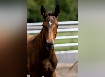 Trakehner, Caballo castrado, 2 años, 168 cm, Castaño