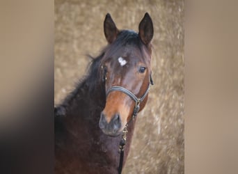 Trakehner, Caballo castrado, 2 años, 168 cm, Castaño