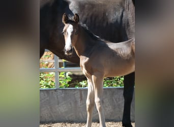 Trakehner, Caballo castrado, 2 años, 168 cm, Castaño oscuro