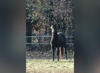 Trakehner, Caballo castrado, 2 años, 169 cm, Negro