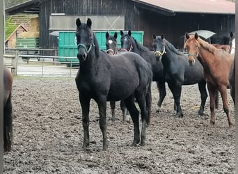 Trakehner, Caballo castrado, 2 años, 169 cm, Negro