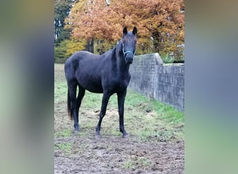 Trakehner, Caballo castrado, 2 años, 169 cm, Negro