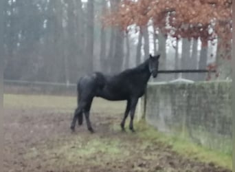 Trakehner, Caballo castrado, 2 años, 169 cm, Negro