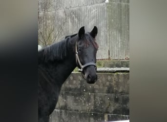 Trakehner, Caballo castrado, 2 años, 169 cm, Negro