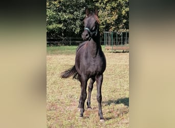 Trakehner, Caballo castrado, 2 años, 169 cm, Negro