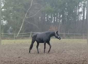 Trakehner, Caballo castrado, 2 años, 169 cm, Negro