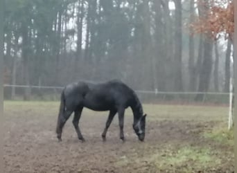 Trakehner, Caballo castrado, 2 años, 169 cm, Negro