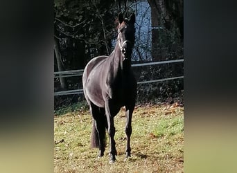 Trakehner, Caballo castrado, 2 años, 169 cm, Negro