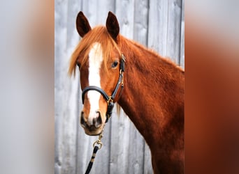 Trakehner, Caballo castrado, 2 años, 170 cm, Alazán