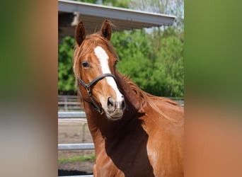 Trakehner, Caballo castrado, 2 años, 170 cm, Alazán