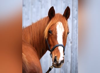 Trakehner, Caballo castrado, 2 años, 170 cm, Alazán