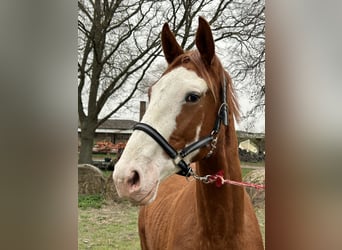 Trakehner, Caballo castrado, 2 años, 172 cm, Alazán