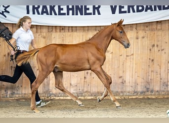 Trakehner, Caballo castrado, 2 años, Alazán