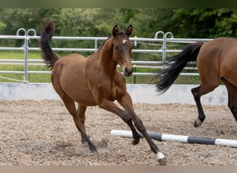 Trakehner, Caballo castrado, 2 años, Castaño