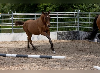 Trakehner, Caballo castrado, 2 años, Castaño