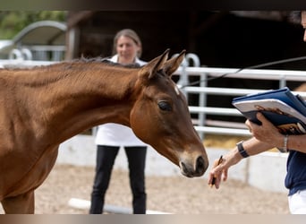 Trakehner, Caballo castrado, 2 años, Castaño
