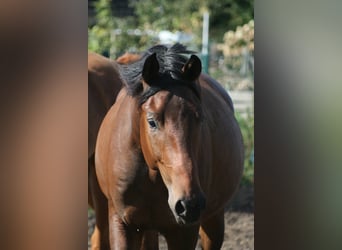 Trakehner, Caballo castrado, 2 años, Castaño oscuro