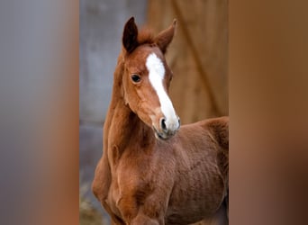 Trakehner, Caballo castrado, 3 años, 152 cm, Alazán