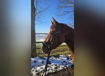 Trakehner, Caballo castrado, 3 años, 152 cm, Alazán