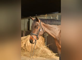 Trakehner, Caballo castrado, 3 años, 156 cm, Castaño
