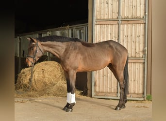Trakehner, Caballo castrado, 3 años, 156 cm, Castaño