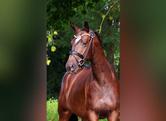 Trakehner, Caballo castrado, 3 años, 157 cm
