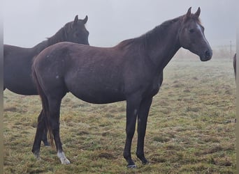 Trakehner, Caballo castrado, 3 años, 161 cm, Tordo