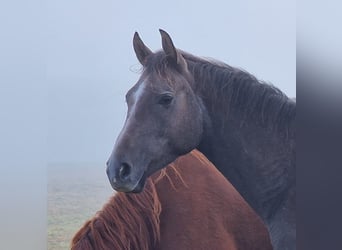 Trakehner, Caballo castrado, 3 años, 161 cm, Tordo