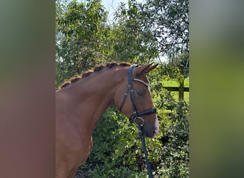 Trakehner, Caballo castrado, 3 años, 162 cm, Alazán