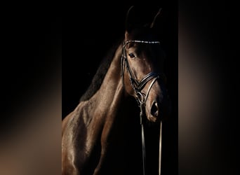 Trakehner, Caballo castrado, 3 años, 162 cm, Castaño oscuro