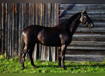 Trakehner, Caballo castrado, 3 años, 162 cm, Castaño oscuro