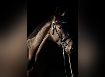 Trakehner, Caballo castrado, 3 años, 162 cm, Castaño oscuro