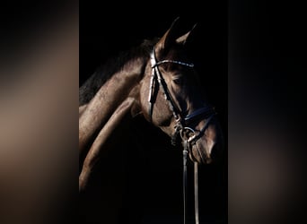 Trakehner, Caballo castrado, 3 años, 162 cm, Castaño oscuro