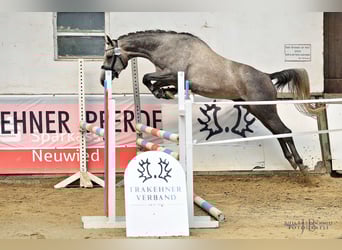 Trakehner, Caballo castrado, 3 años, 162 cm, Tordo