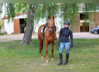 Trakehner, Caballo castrado, 3 años, 163 cm, Alazán