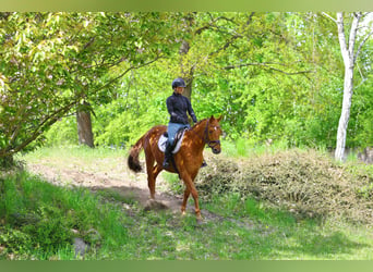 Trakehner, Caballo castrado, 3 años, 163 cm, Alazán