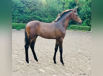 Trakehner, Caballo castrado, 3 años, 163 cm, Castaño
