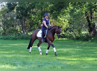 Trakehner, Caballo castrado, 3 años, 163 cm, Castaño