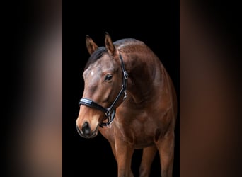 Trakehner, Caballo castrado, 3 años, 164 cm