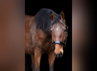 Trakehner, Caballo castrado, 3 años, 164 cm