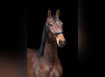 Trakehner, Caballo castrado, 3 años, 164 cm