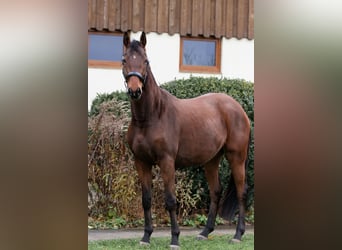 Trakehner, Caballo castrado, 3 años, 164 cm