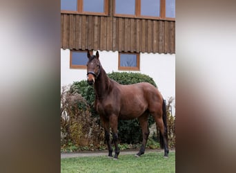 Trakehner, Caballo castrado, 3 años, 164 cm