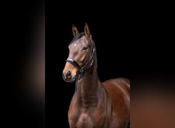 Trakehner, Caballo castrado, 3 años, 164 cm