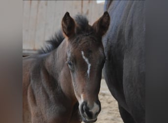 Trakehner, Caballo castrado, 3 años, 164 cm, Castaño oscuro