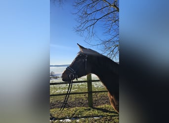 Trakehner, Caballo castrado, 3 años, 164 cm, Castaño oscuro