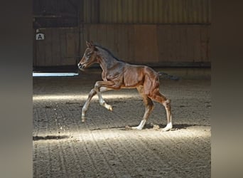 Trakehner, Caballo castrado, 3 años, 164 cm, Castaño oscuro