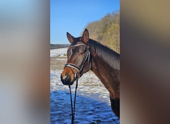 Trakehner, Caballo castrado, 3 años, 164 cm, Castaño oscuro